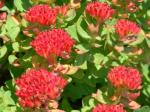 Rhodiola Rosea root extract 